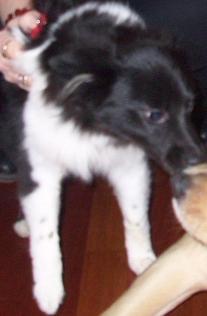 Katie Poshie puppy