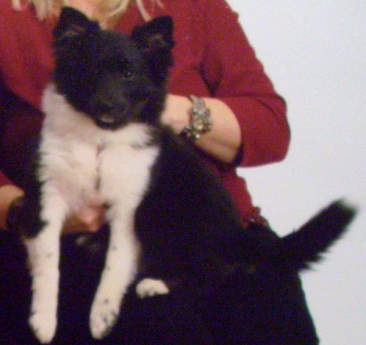 Katie, Poshie puppy