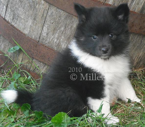 Katie, Poshie Puppy