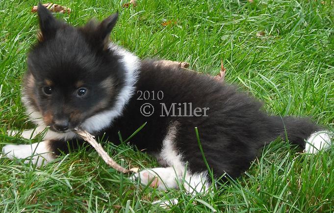 Shiloh, Tri Color Poshie Puppy