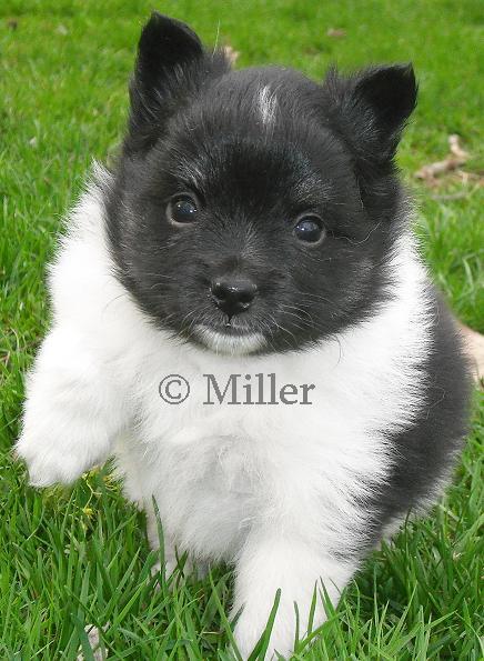 Milo a Pomimo Puppy 5-6-11