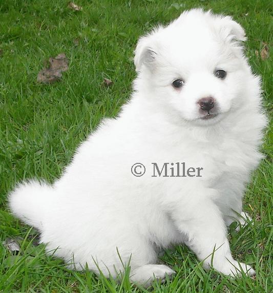 Aaron, pomimo puppy 5-6-11