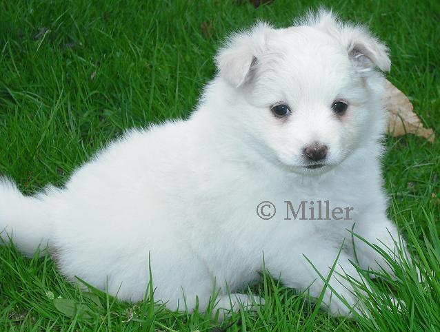 Fern, Pomimo puppy 5-6-11