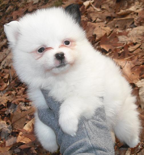 Justina Pomimo Puppy