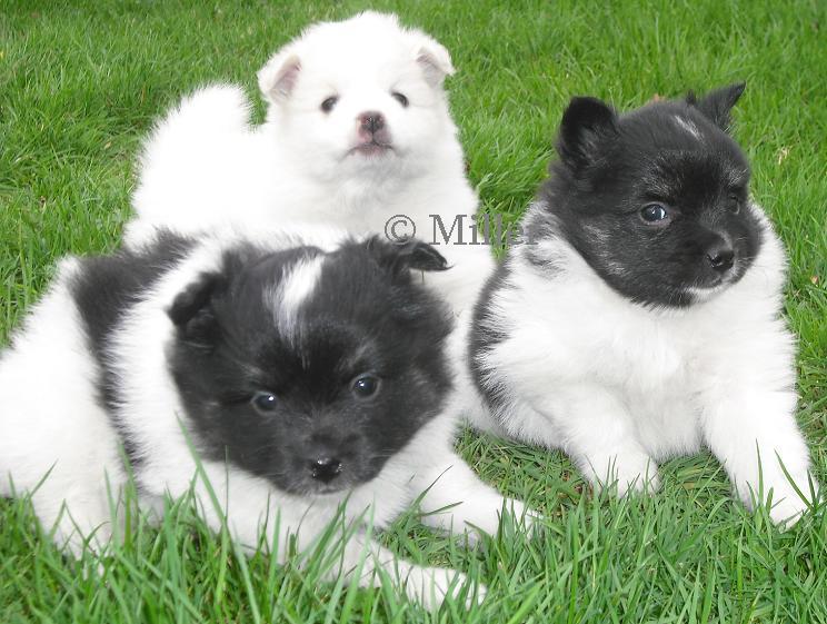 Pomimo Puppies for sale