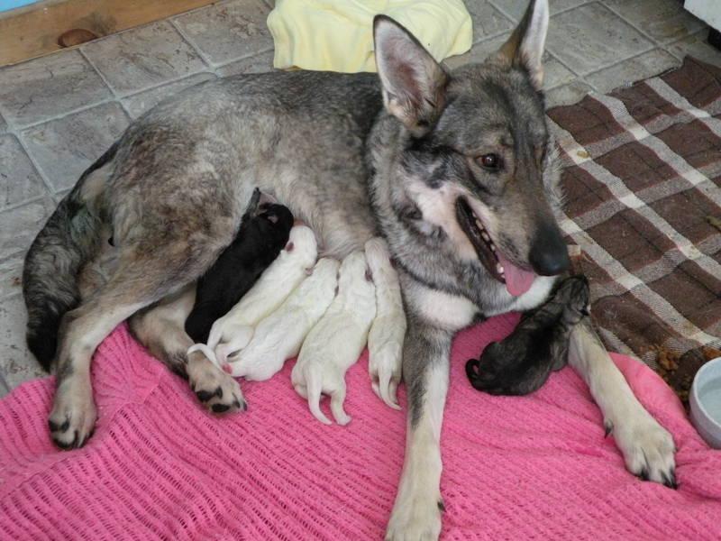Taya's Mom and Litter